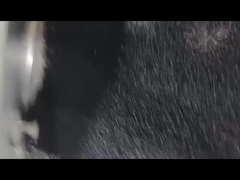 Μαύρο αποξηρατικό Masterbatch Αποσπάνιση Masterbatch